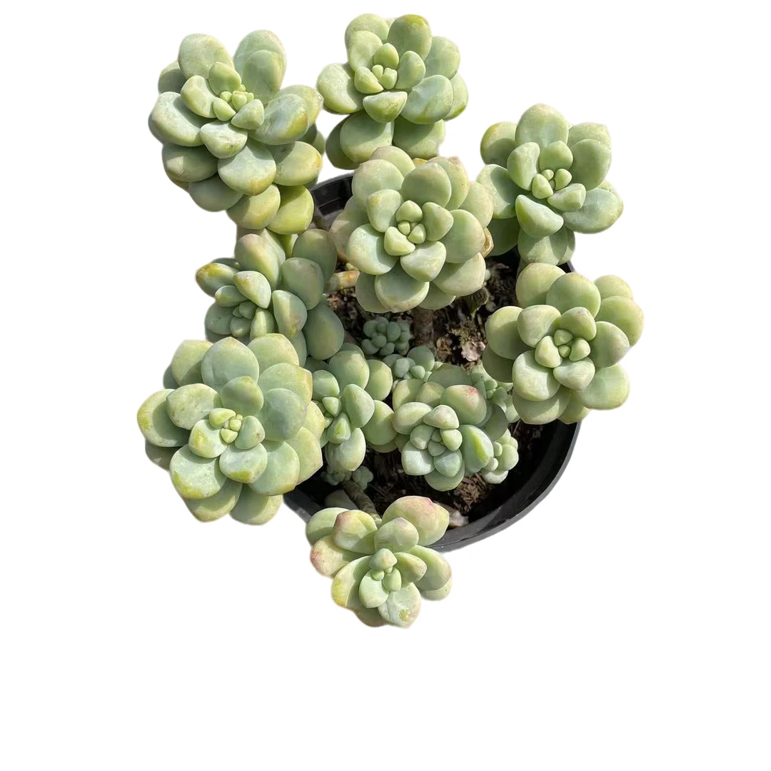 天使之泪 伪群 带盆土多肉植物（满18包邮 直播间展示为准）