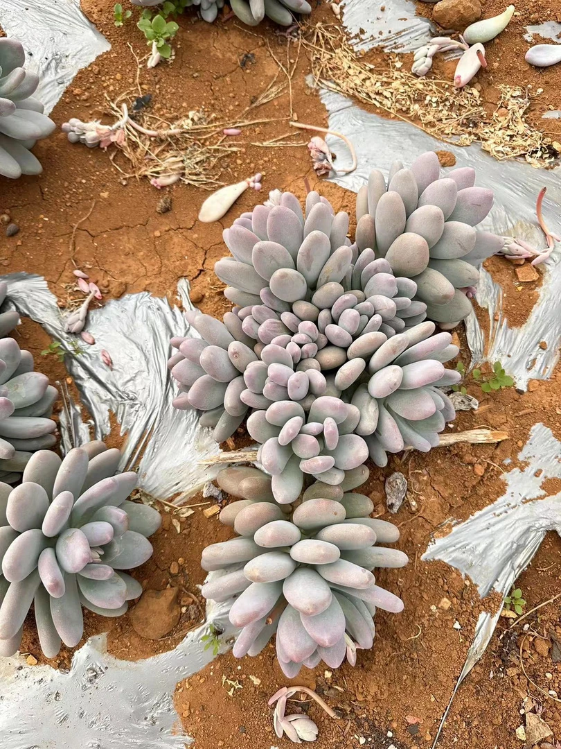 同乐  外播中场地栽桃美人 多肉植物 轻微断枝不售后