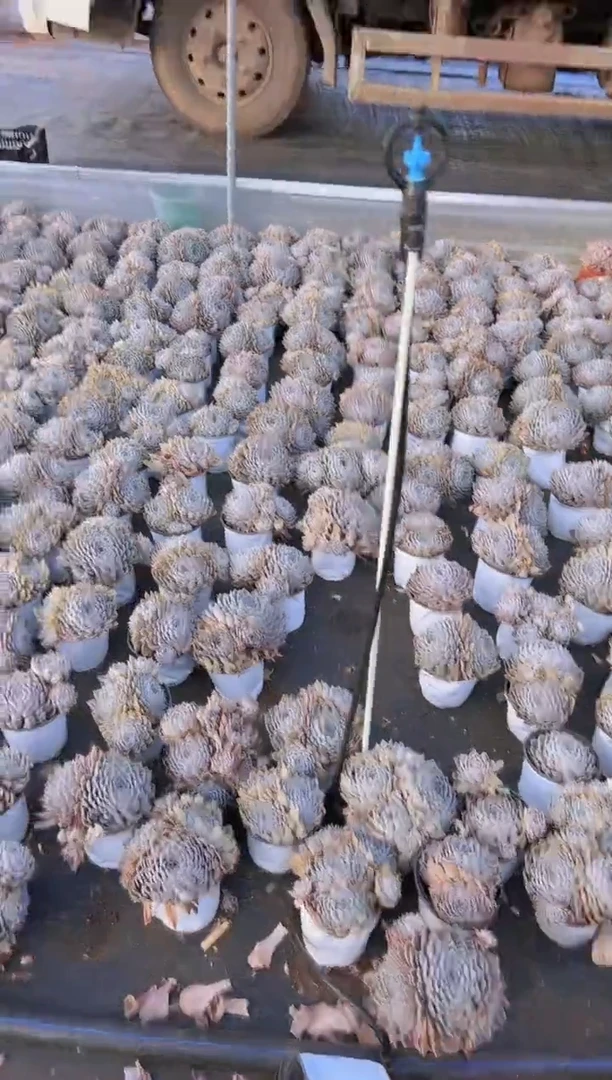 【闪购商品】玛丽贝儿9.9一棵
