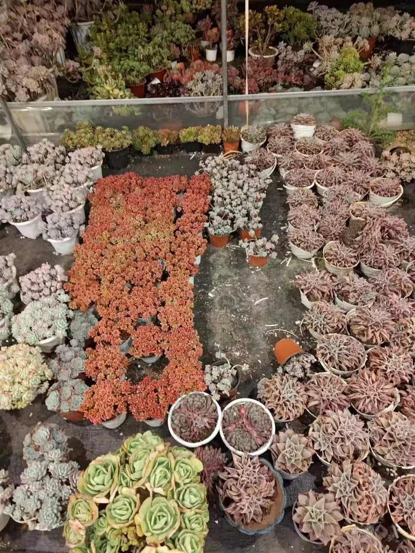 同乐 早场综合链接  多肉植物  【 以直播间为准】·