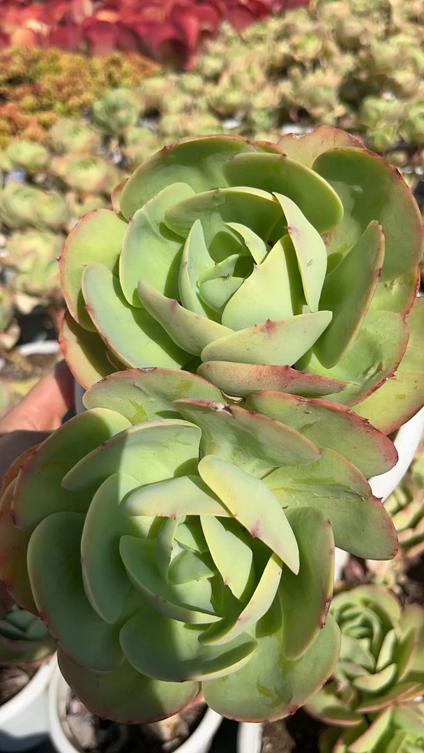 同乐 老桩碧桃 多肉植物【轻微晒斑不售后】