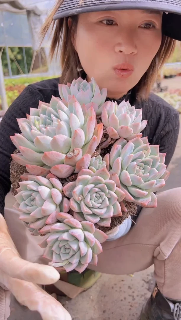 【闪购商品】阿尔巴佳人19.9一颗