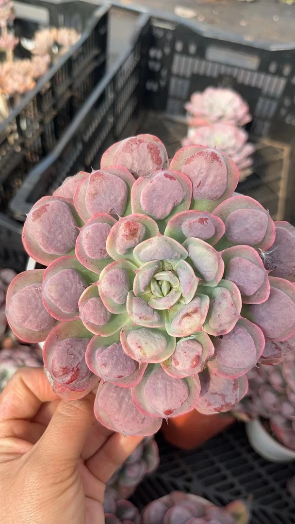 同乐  单头雨滴   多肉植物   以直播间为准【满19.9包邮】