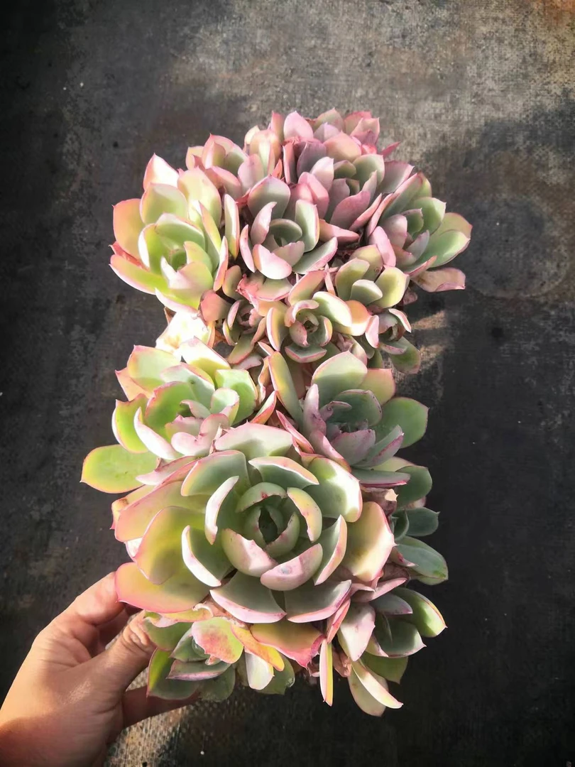 同乐  白玫瑰 【轻微断枝不售后】多肉植物 以直播间为准
