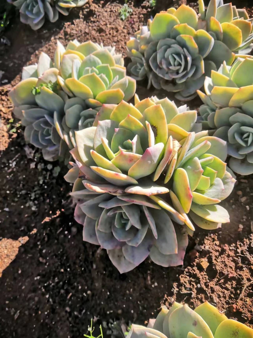 同乐  外播地栽白凤 多肉植物【轻微断枝不售后】【满19.9包邮】