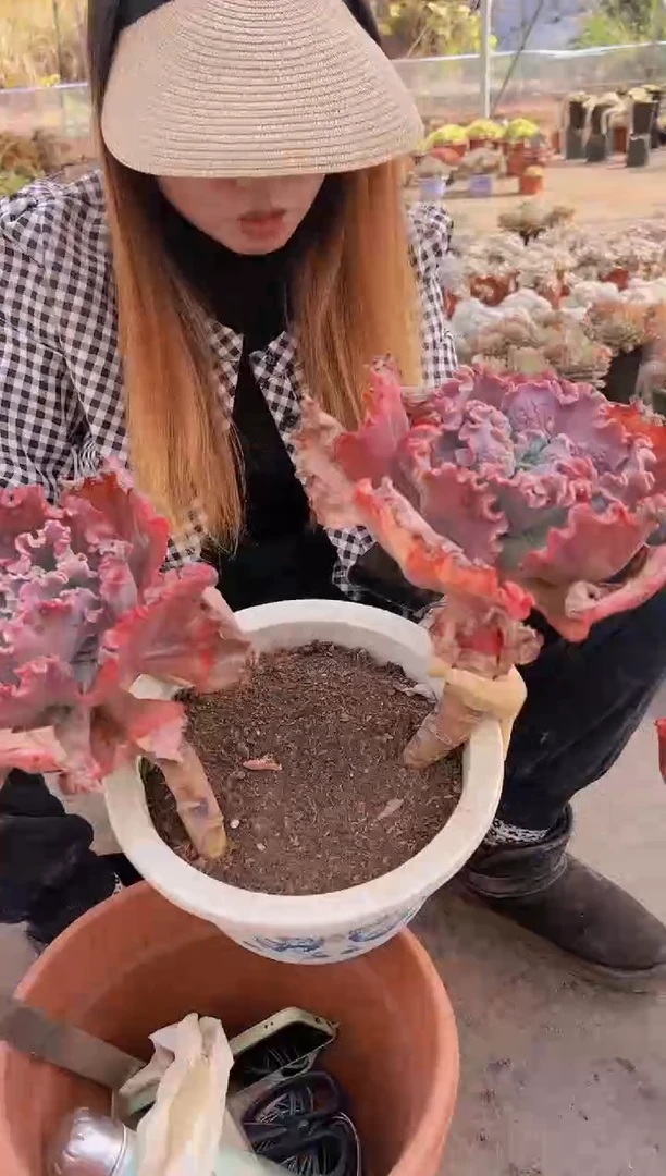 【闪购商品】双头贝壳花笠18.8一颗