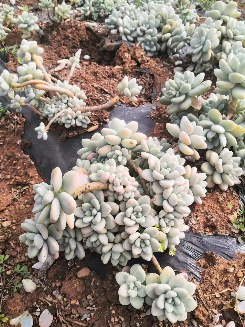 同乐  外播地栽洛神  多肉植物【轻微断枝不售后】以直播间为准