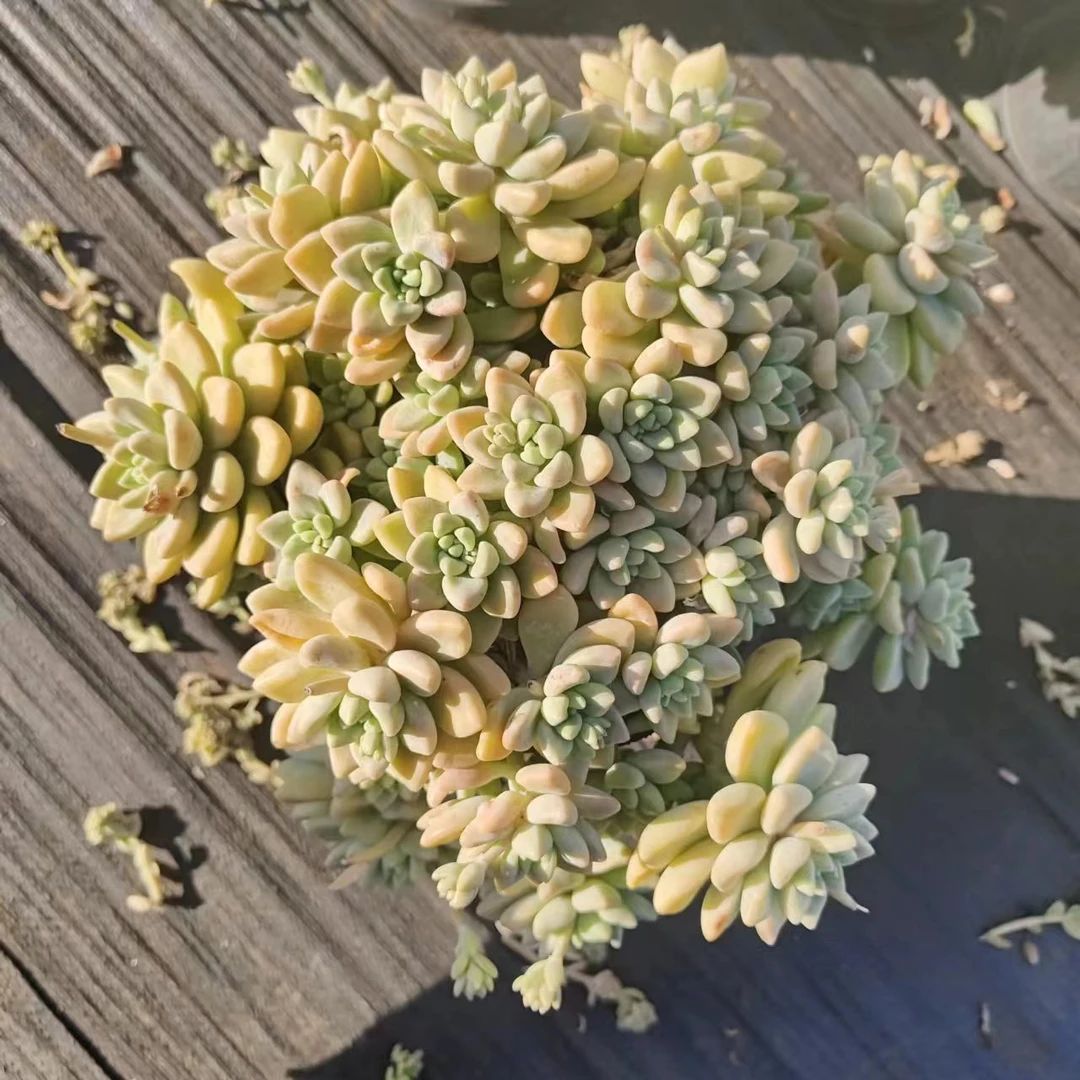 同乐 奶酪蛋糕   多肉植物   以直播间为准