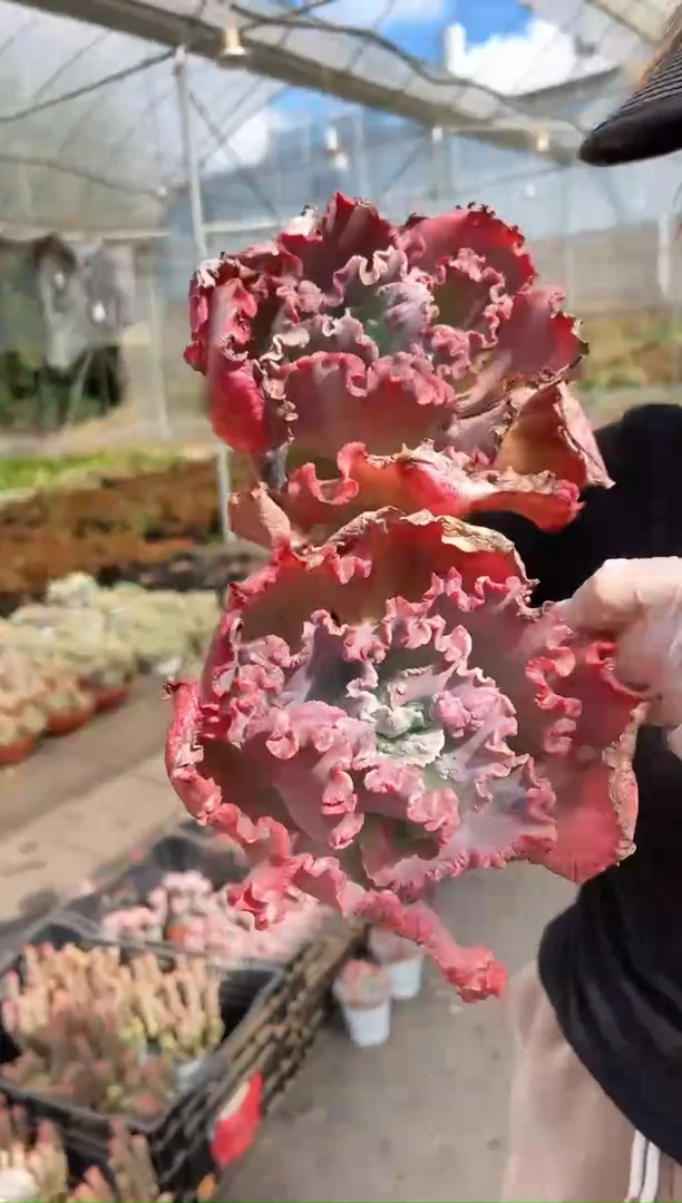 【闪购商品】双头老桩贝壳花笠18.8一颗