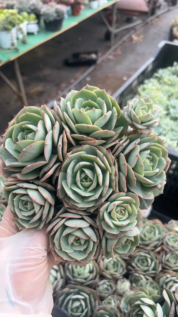 同乐 克罗地亚玫瑰【18包邮】带盆带土 多肉植物【轻微断枝不售后】