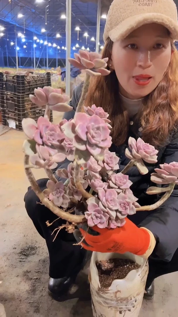 【闪购商品】造型桩紫乐
