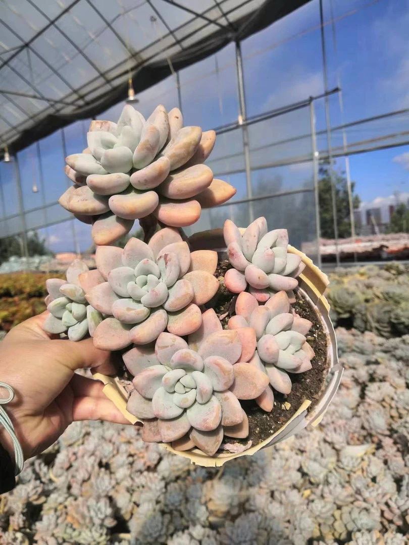 同乐 洛神【白盆】  多肉植物【轻微断枝不售后】以直播间为准