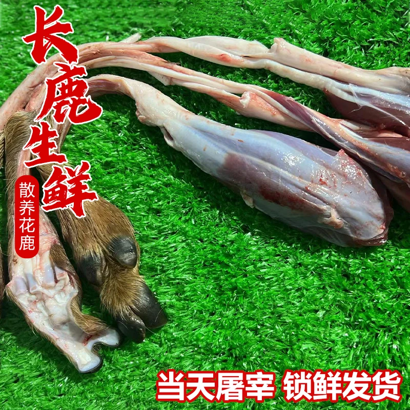【鹿蹄筋】现场称重新鲜带筋带蹄双阳鹿乡散养梅花鹿顺丰冷链