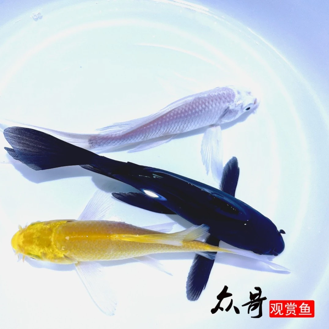 ②号【精心搭配】其他尺寸锦鲤自选下单混搭冷水观赏鱼