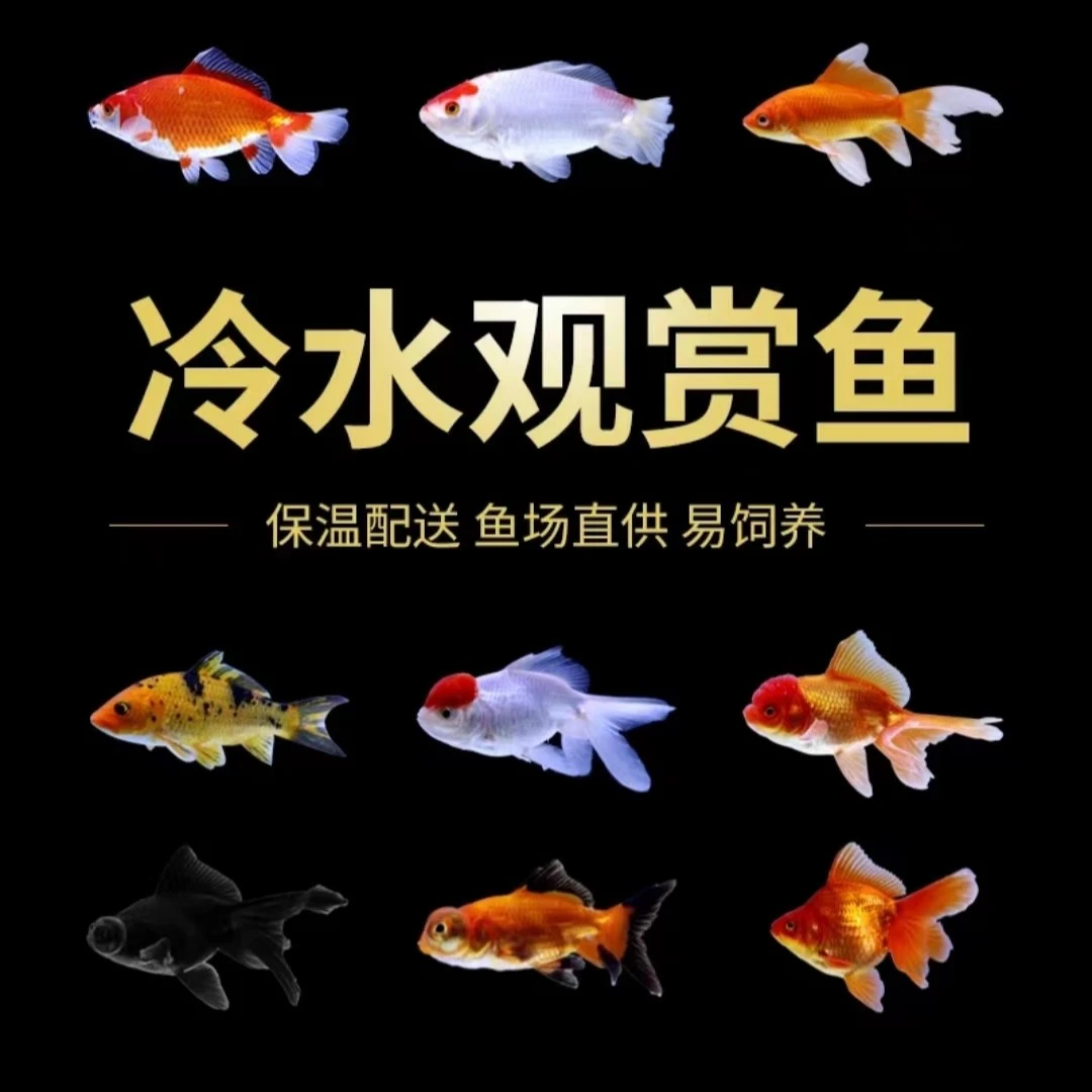 1冷水观赏鱼锦鲤活鱼淡水鱼红白大正三色鱼