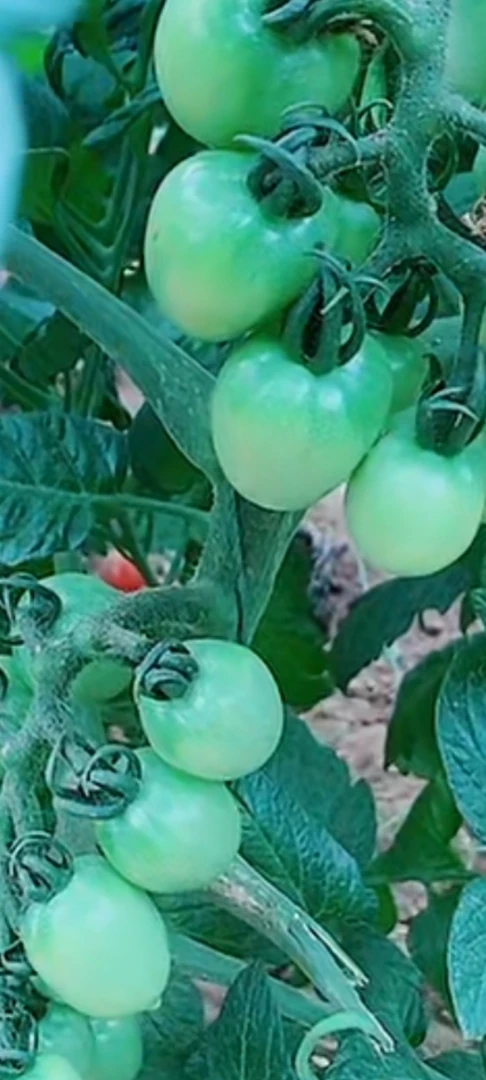 盆栽矮生小番茄红色