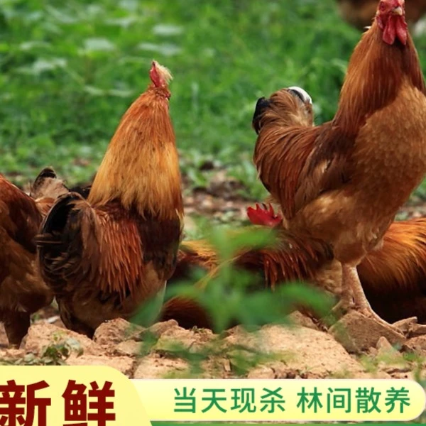 【三只大公鸡】农家散养紧实黄脚大公鸡 一只3三斤共9斤