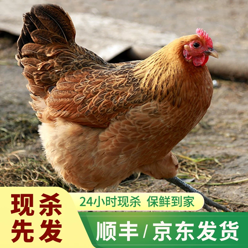 原生态放养冷链黄油老母鸡共两只