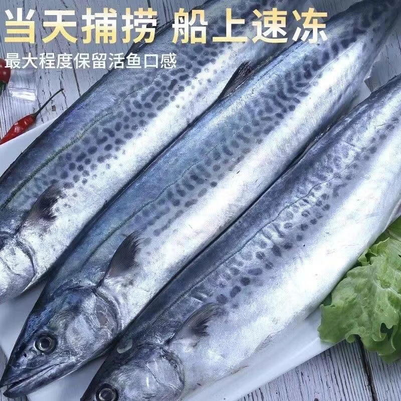 大连野生大鲅鱼 燕鲅鱼6斤3两 三条速冻发货 顺丰快递