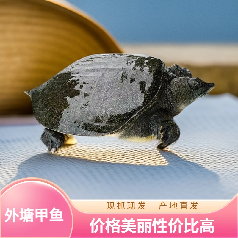 公甲鱼鲜活甲鱼外塘老鳖团鱼固始特产生态甲鱼产地现抓现包活鱼