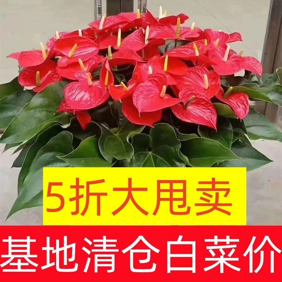 红掌盆栽鸿运当头白掌盆栽一帆风顺绿植盆栽室内易活桌摆土10g
