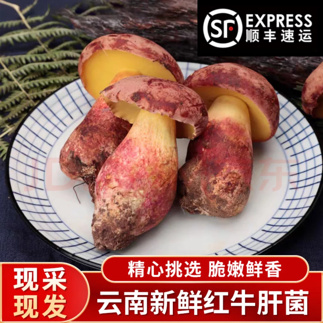 红葱牛肝菌见手云南楚雄高山新鲜野生菌500克-1000克顺丰冷链包邮
