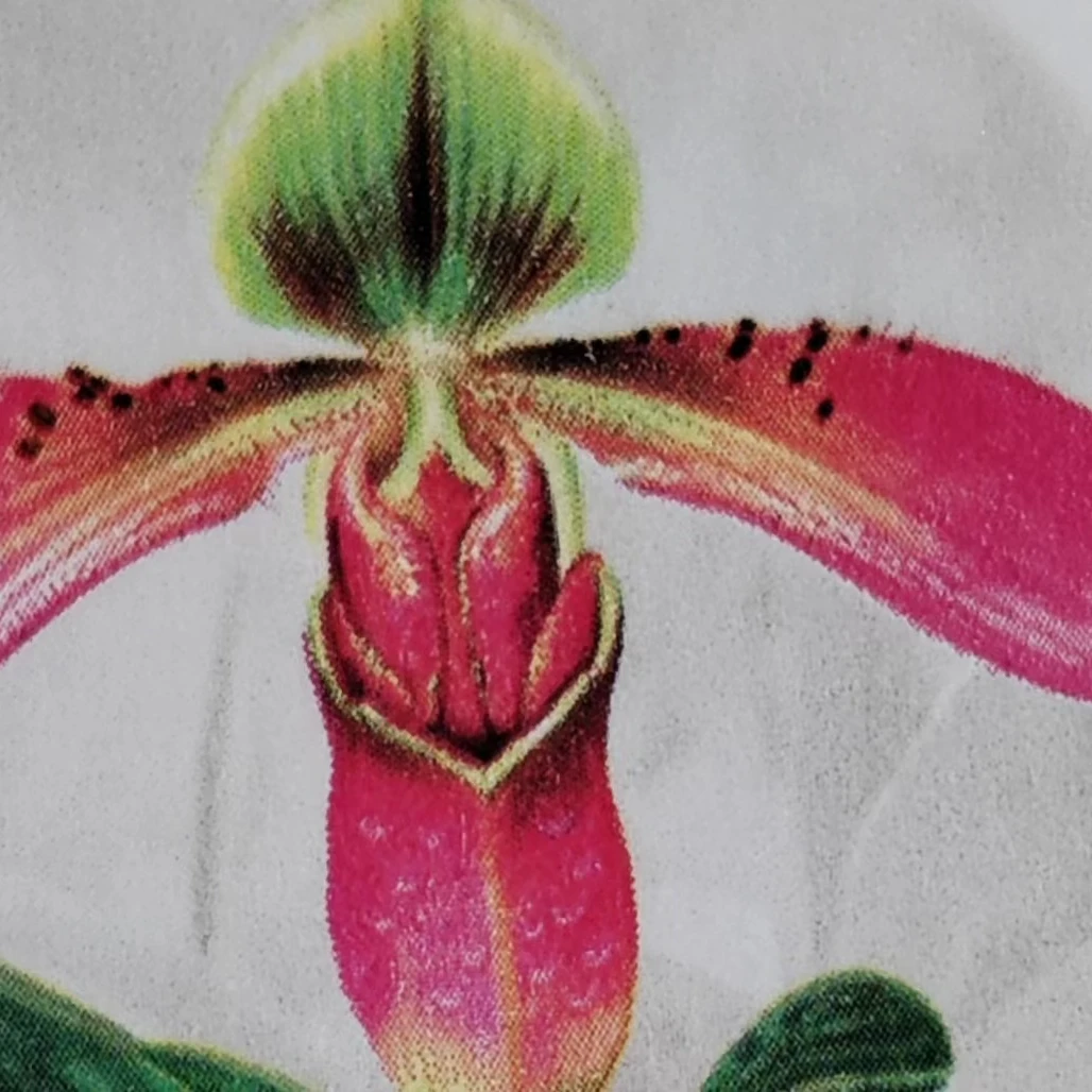 2001-18  兜兰  小全张10张套装   创意片