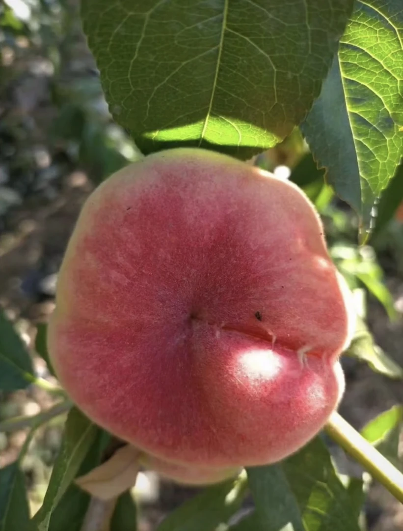 平谷水蜜蟠桃礼盒装果农直发 新鲜采摘发货孕妇水果