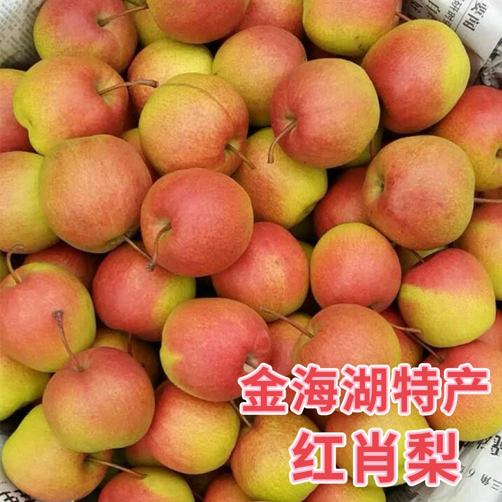 北京平谷特产红肖梨老品种新鲜孕妇多汁脆甜梨小时候的味道