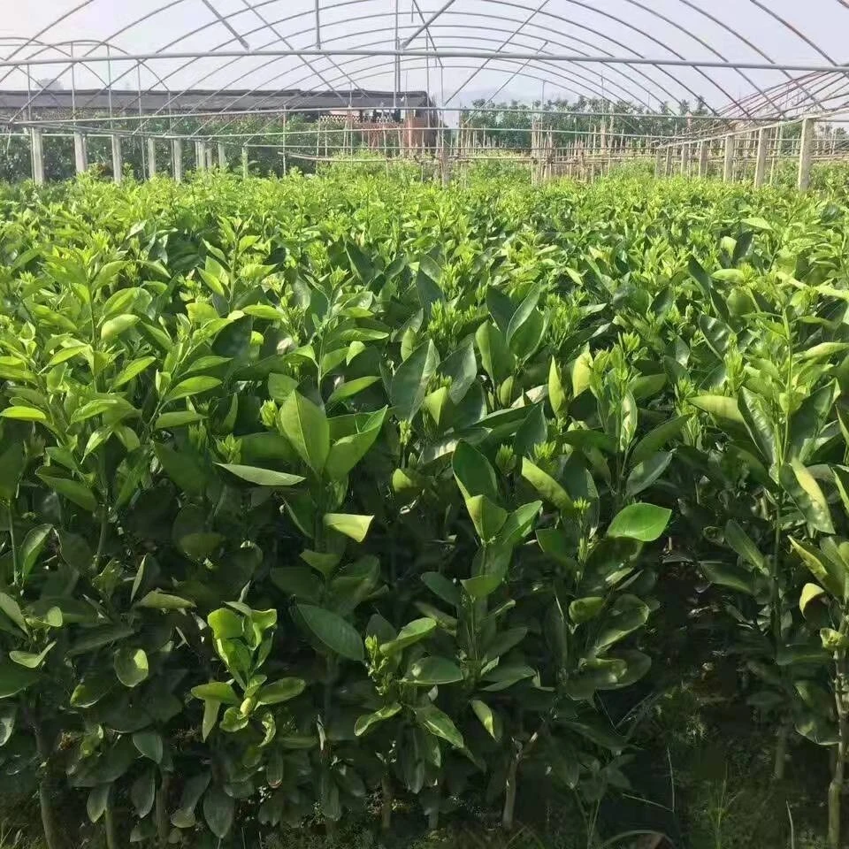 热销果苗四季栽种盆景红美人丨爆汁黄金葡萄柚树苗丨产地基地发货