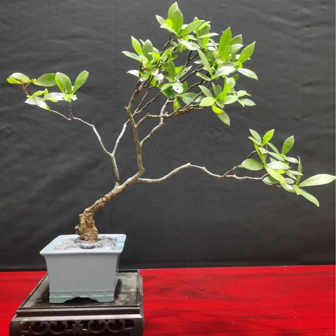 原生态海岛栀子花