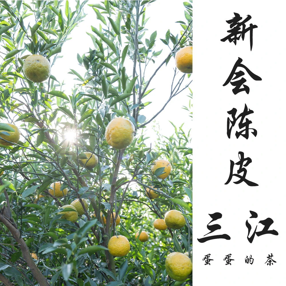 2024年新会陈皮|三江产区|青皮 二红皮 大红皮 驳枝柑|蛋蛋的茶