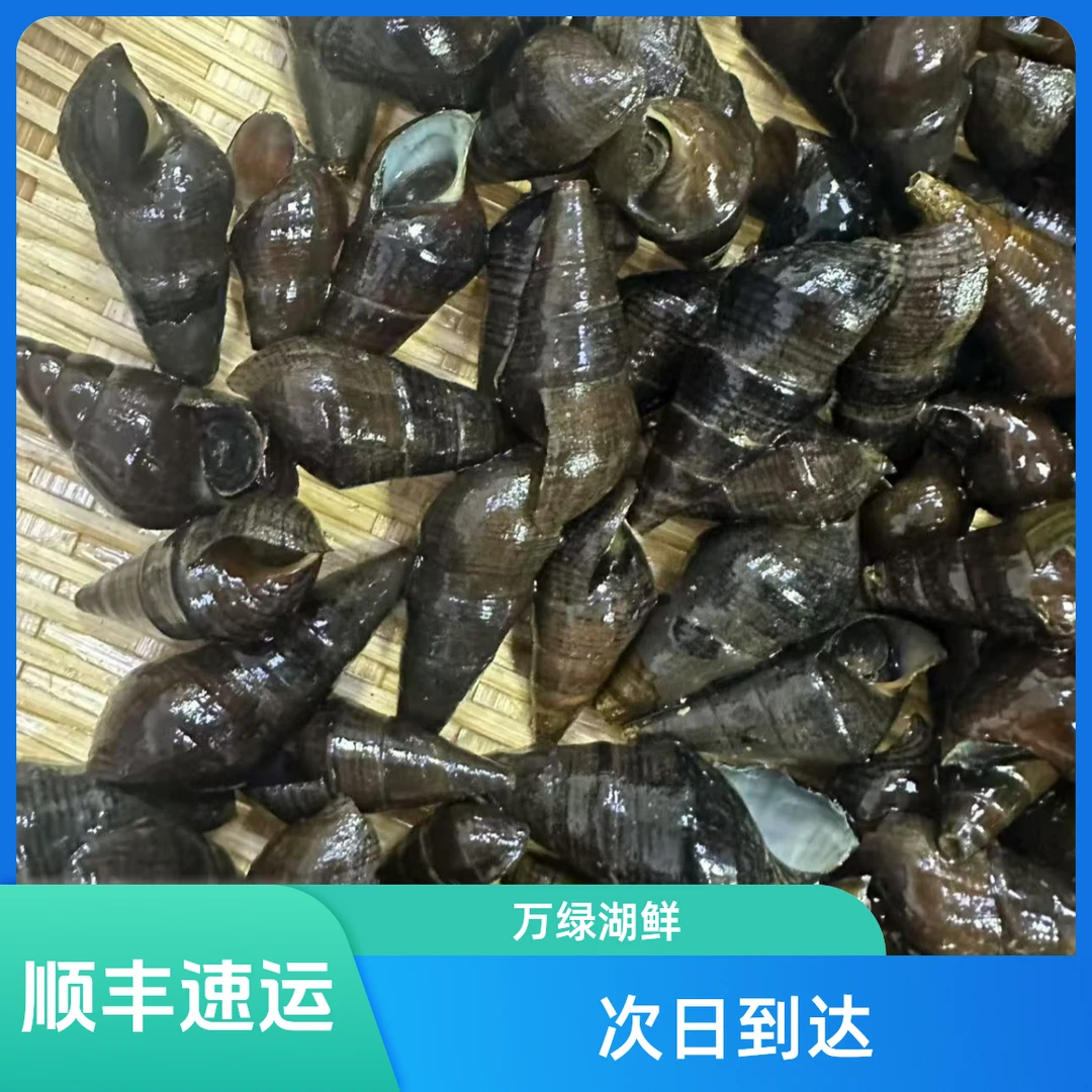 【渔人俊】万绿湖山坑螺河螺石螺