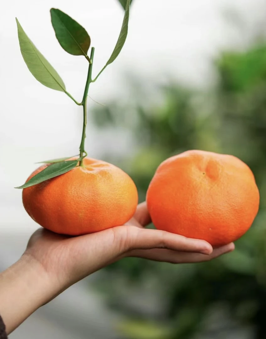 老牛专属 云南美人橘 1件净4斤/6斤 保温箱 快递包邮