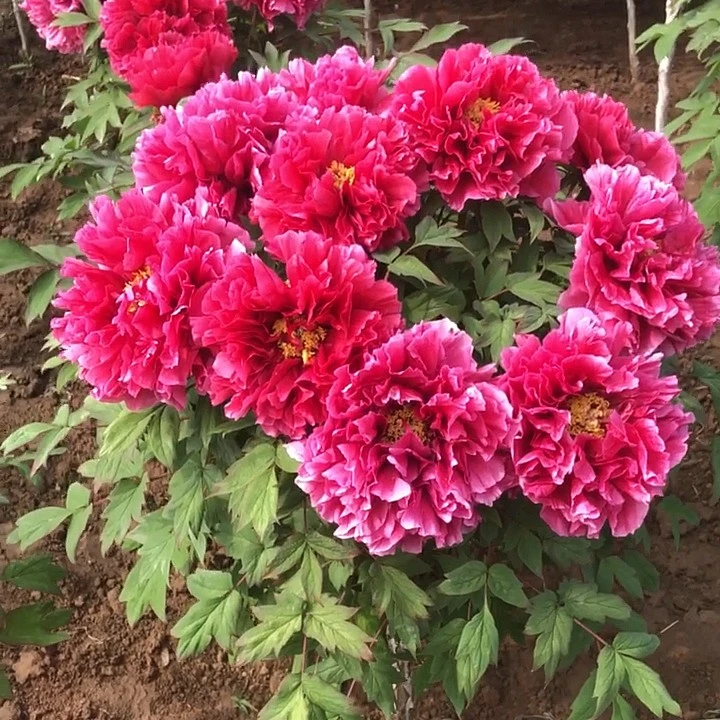 岛津，独杆牡丹树，一花三色，复色牡丹，一物一拍