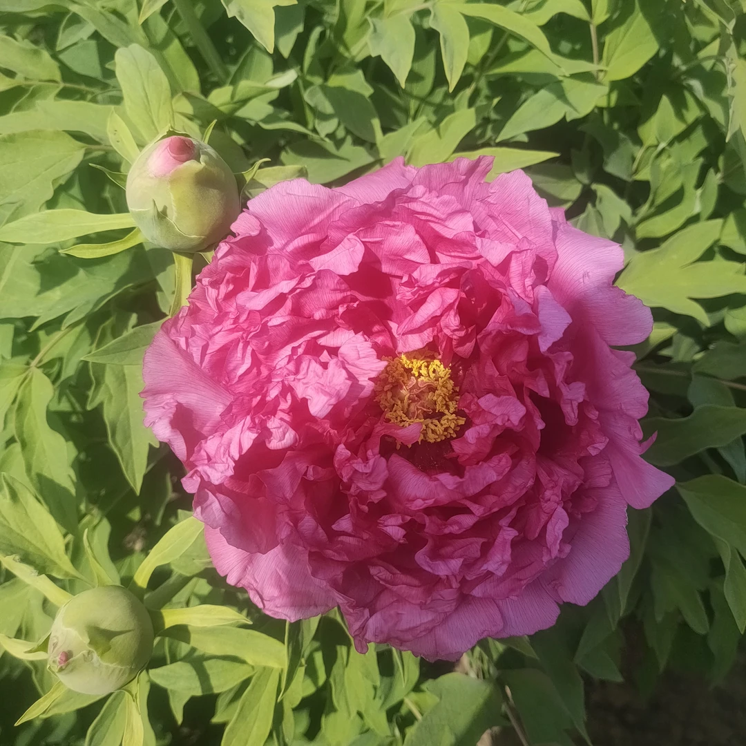 状元红独杆牡丹树，红色，