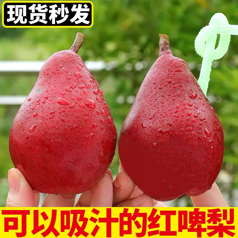 红啤梨当季时令水果新鲜现摘现发红皮梨子香软糯梨太婆啤酒梨