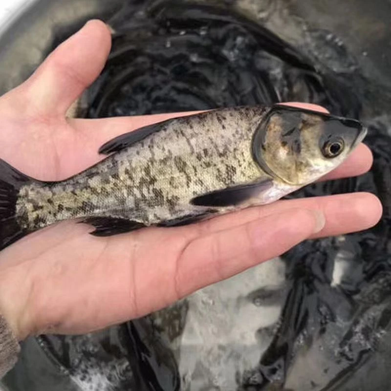 花鲢鱼大头雄鲢鳙胖头淡水养殖食用活体鲜活优质包邮