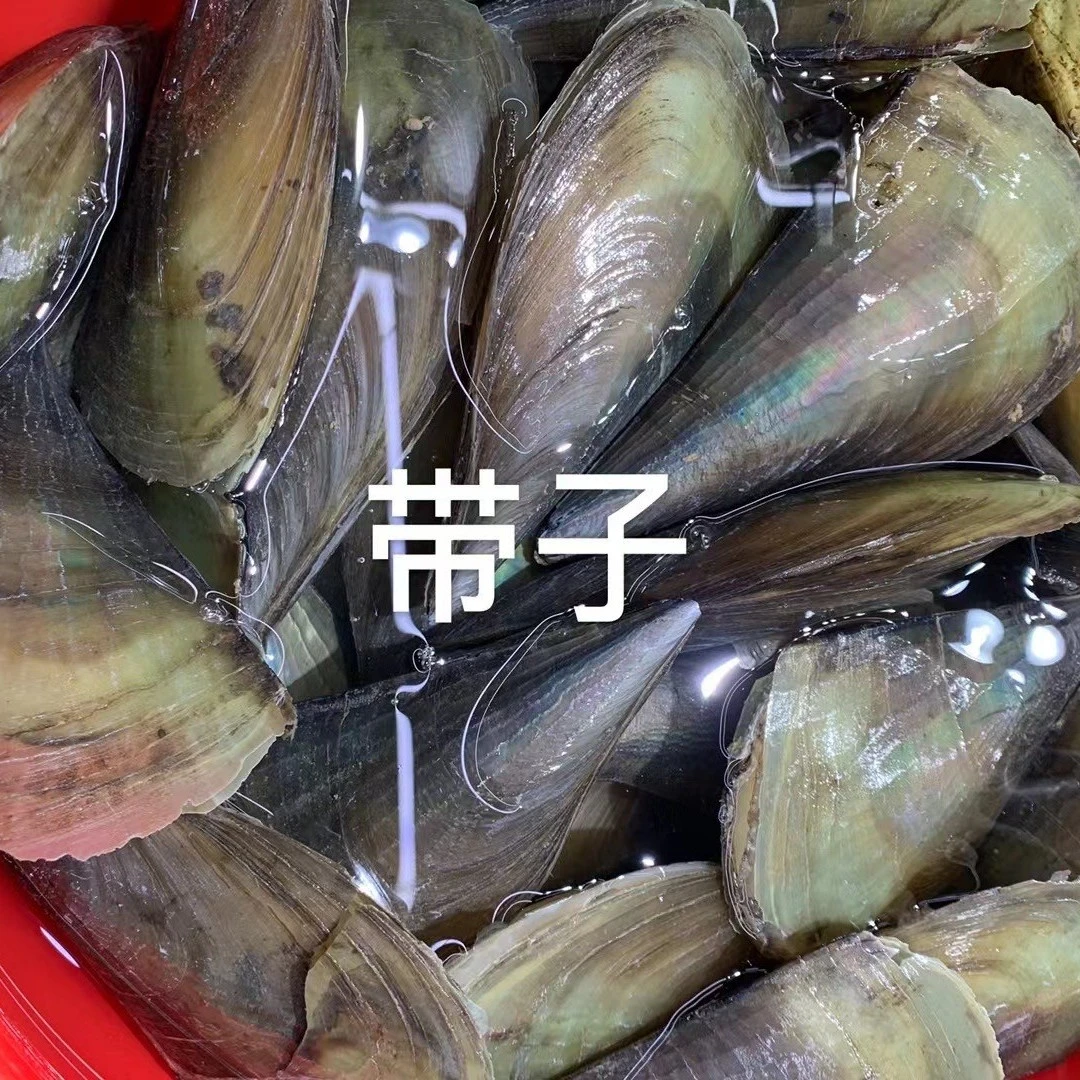 德玲海鲜-带子1只【默认处理对半开】