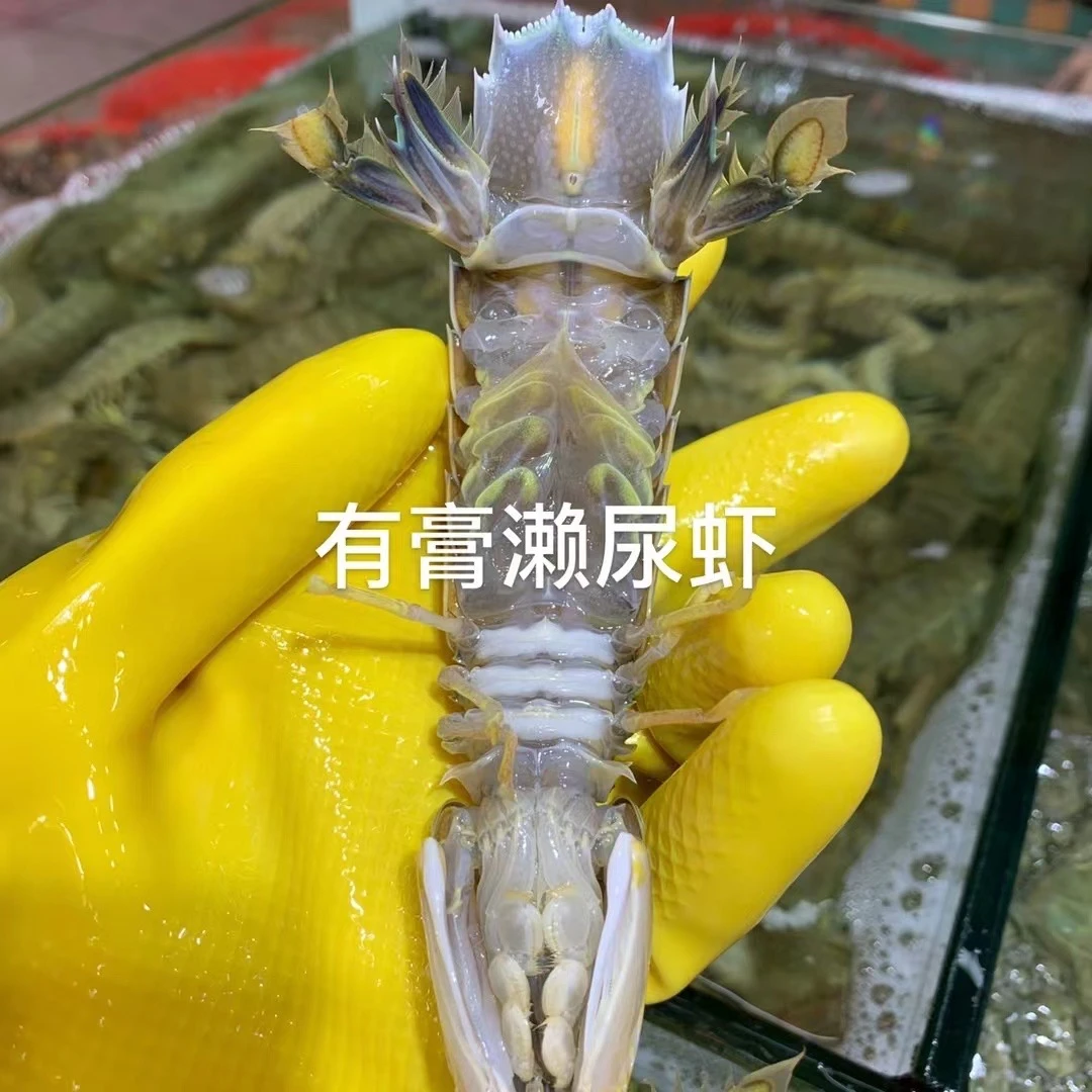 有膏濑尿虾500g
