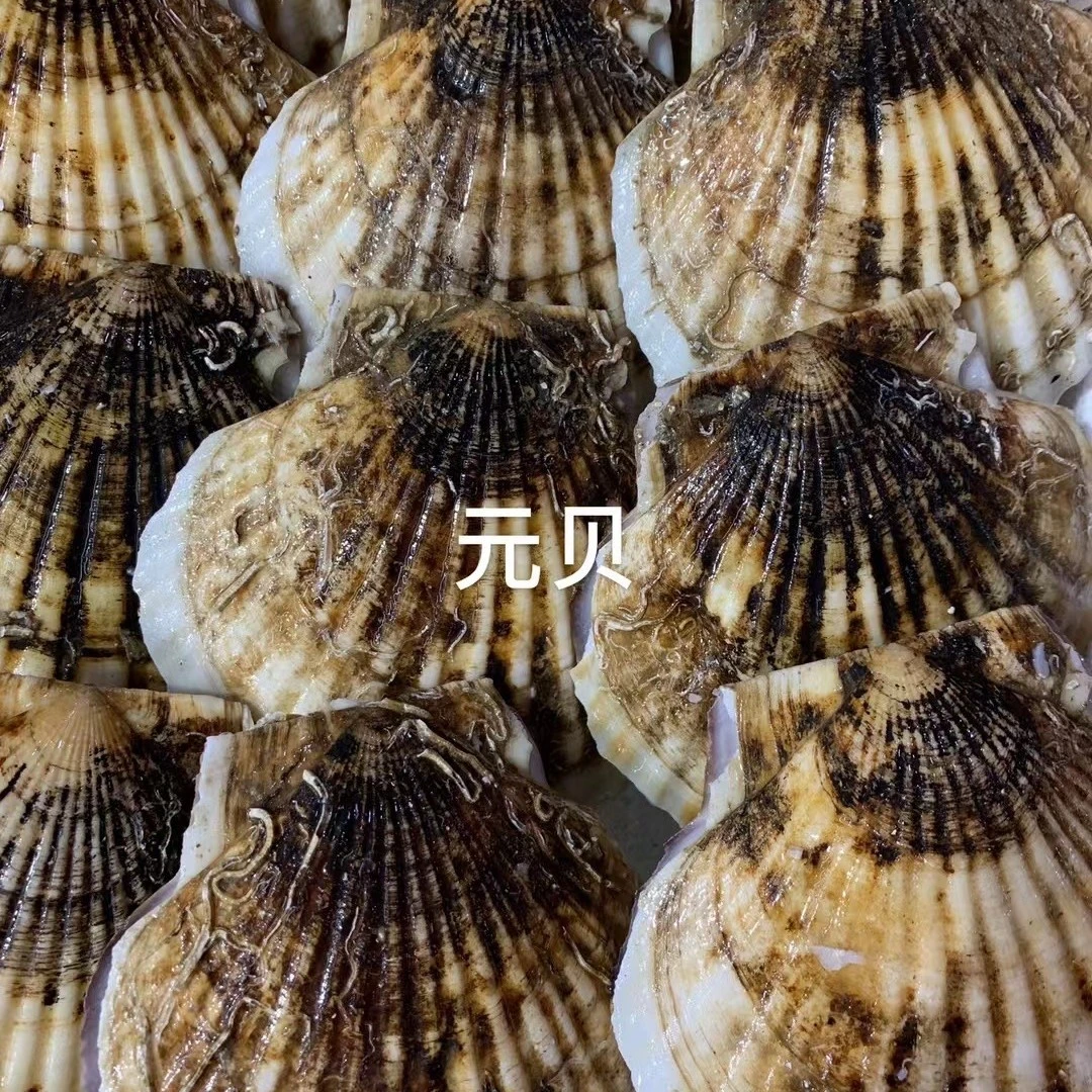 德玲海鲜-元贝1斤【默认处理对半开】