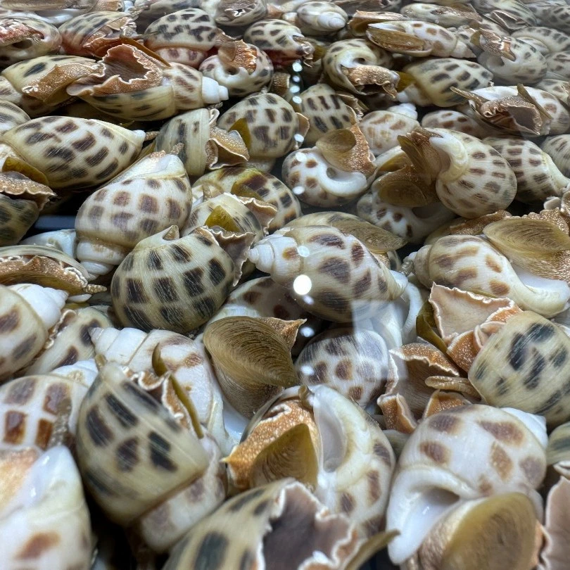 德玲海鲜-中大花螺1斤花螺同城送