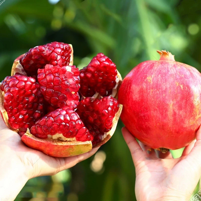 正宗四川会理软籽石榴应季新鲜采摘3/5斤8枚天地盖礼盒包邮