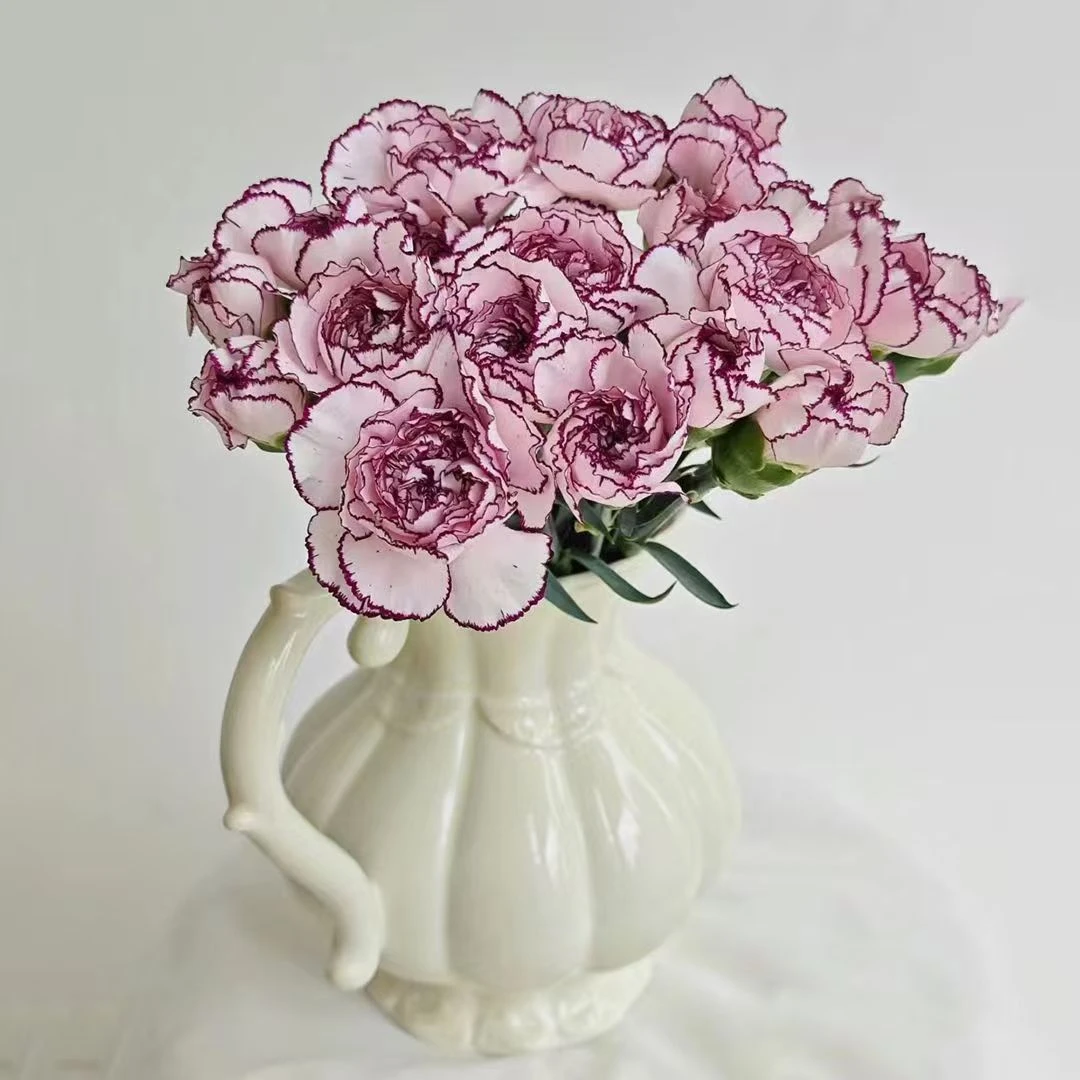 【紫精灵康乃馨】鲜切花花束       温度0度以下请拍保温棉
