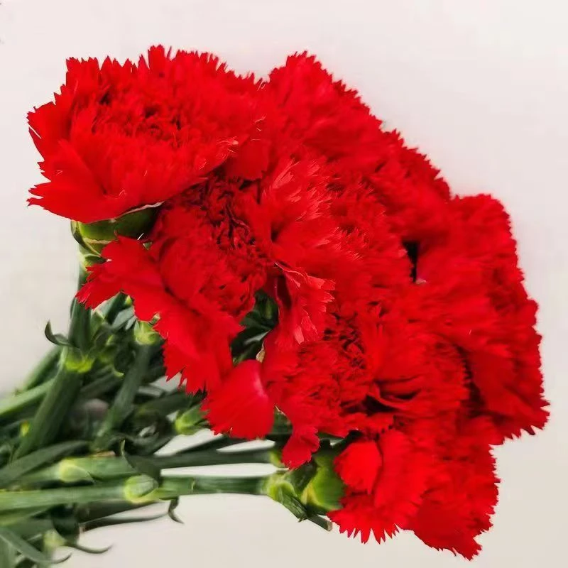 红色康乃馨云南昆明基地鲜花直发母亲节礼物花束家庭水养鲜花直批