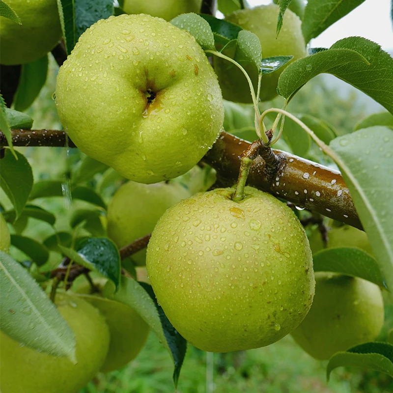 云南高山生态蜂糖梨大理宾川青皮丑梨清甜细腻化渣新鲜现摘发顺丰