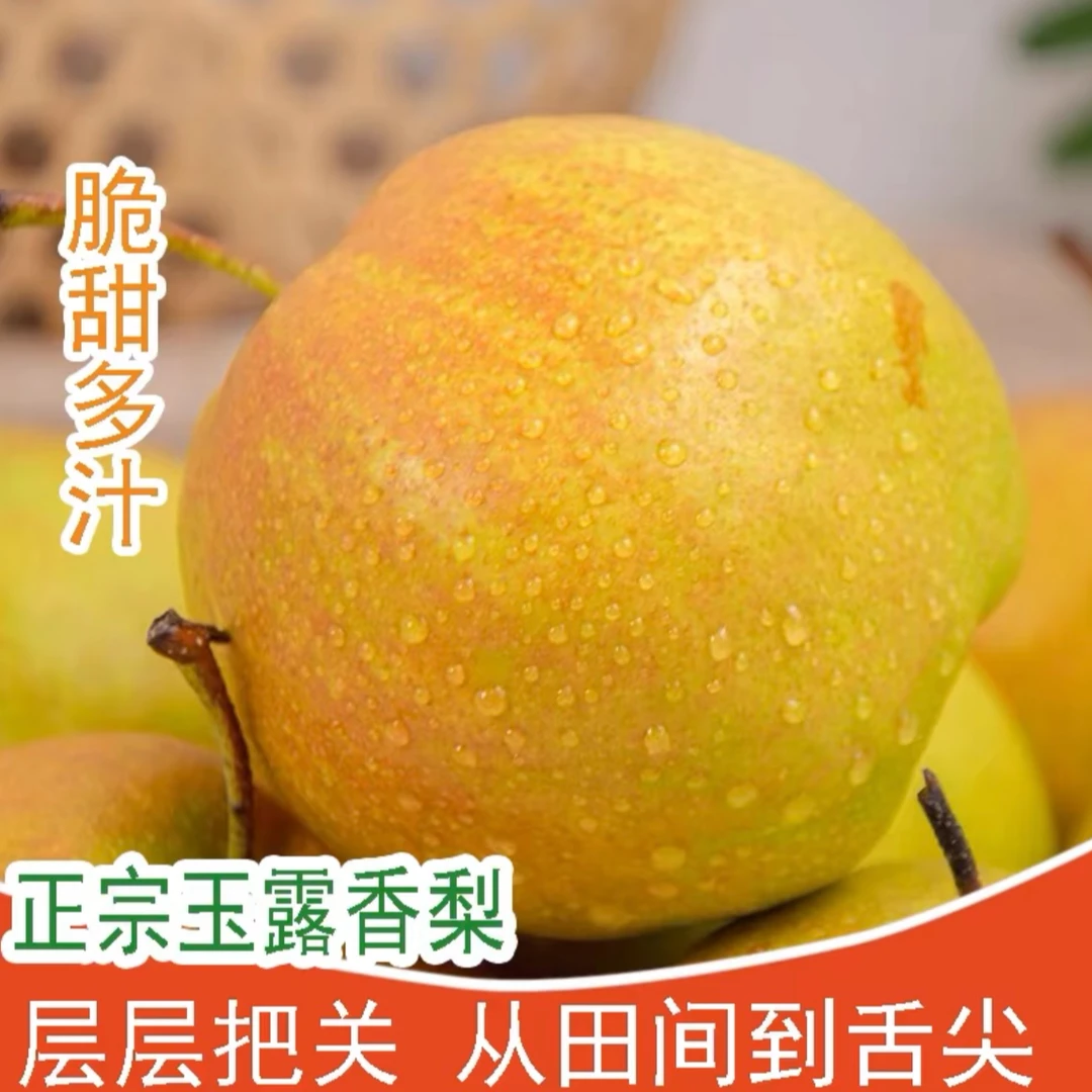 山西正宗玉露香梨新鲜采摘当季水果皮薄甘甜爽口汁水新鲜梨