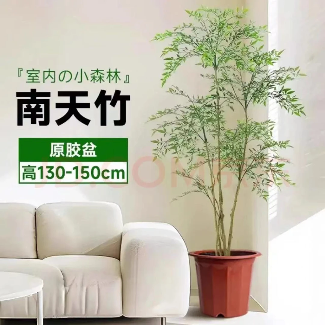 南天竹室内外种植可盆栽水培庭院阳台客厅观赏南天竺