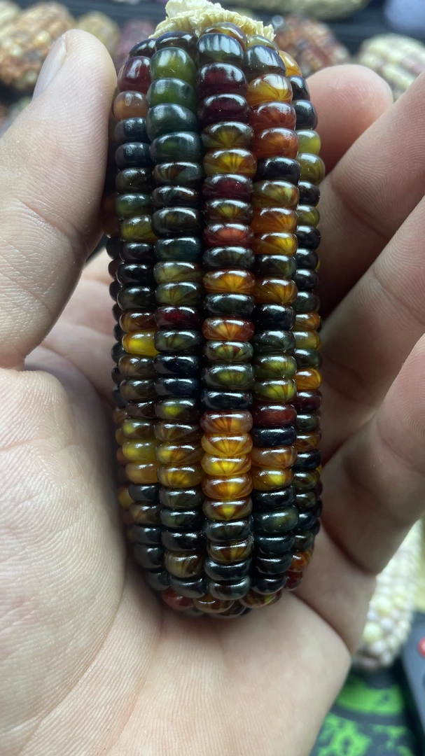 一物一拍，文玩玉米，女生减速带。天然挂件、手把件，可盘玩