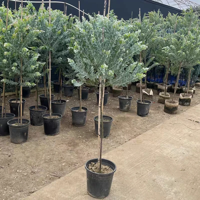 棒棒糖型绿植庭院观叶银叶金合欢别墅庭院盆栽